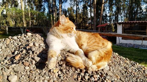 Cat lying on a tree