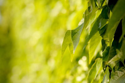 Close-up of leaves