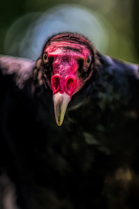 Close-up portrait of a bird