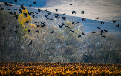 Flock of birds in a field