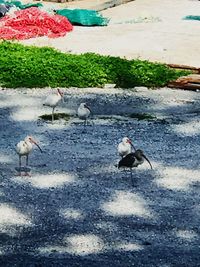 High angle view of birds on land