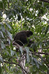 Low angle view of bird perching on tree