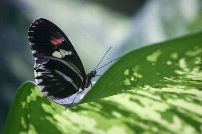 Close-up of butterfly on leaf