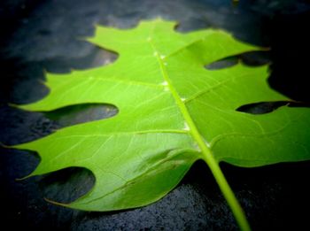 Close-up of green leaves