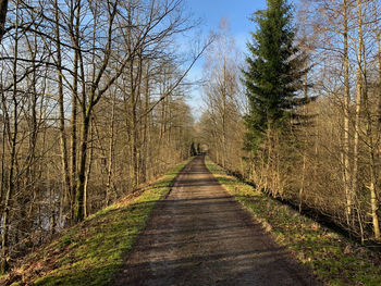 Dirt road along trees in forest