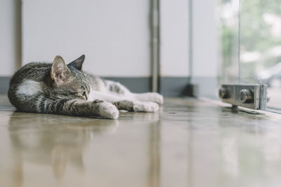 Surface level view of cat resting on floor