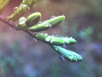 Close-up of flower bud