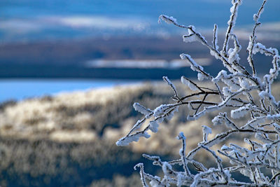 Close-up of frozen plants against trees during winter