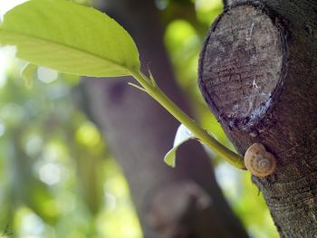 Close-up of tree trunk