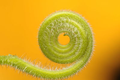 Close-up of plant against orange background