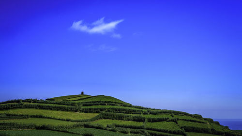 Scenic view of agricultural field against blue sky