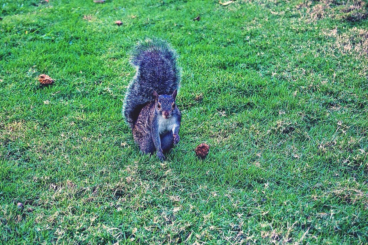 animal themes, grass, one animal, animals in the wild, wildlife, field, grassy, bird, green color, high angle view, mammal, domestic animals, full length, nature, two animals, dog, duck, day, outdoors, plant