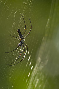 Close-up of spider on web