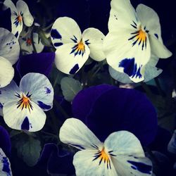 Close-up of white flowers blooming outdoors