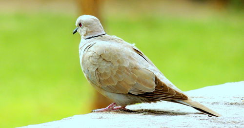 Close-up of mourning dove perching outdoors