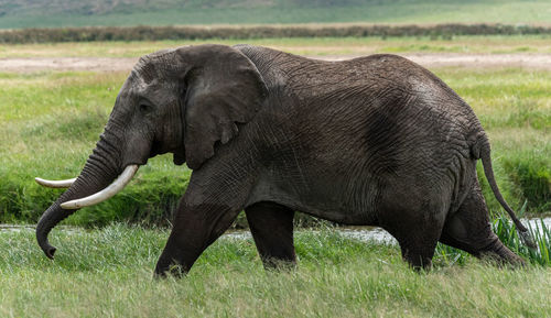 Side view of elephant on field