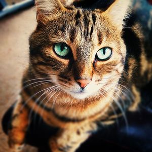 Close-up portrait of cat