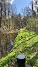 Green grass on land by lake