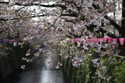 Pink flowers blooming on tree