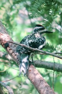 Bird perching on a tree