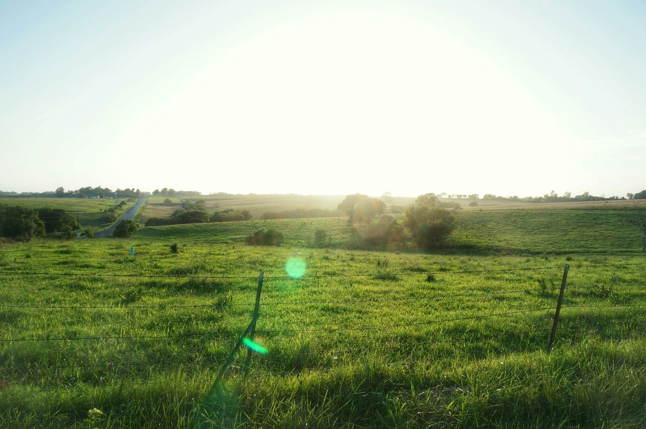 grass, field, tranquil scene, landscape, tranquility, beauty in nature, grassy, clear sky, scenics, green color, nature, growth, sun, meadow, rural scene, sunlight, idyllic, sky, non-urban scene, green