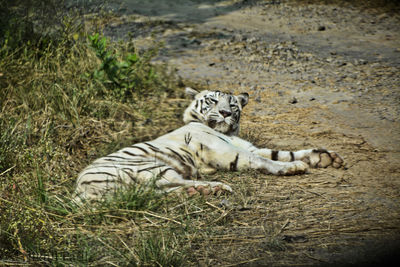 Cat relaxing on land