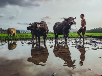 A child standing in a farm with buffalo