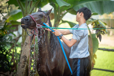 Full length of young woman holding a horse