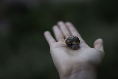 Close-up of hand holding small leaf