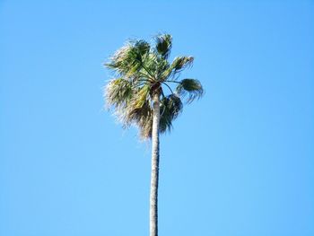 Low angle view of palm trees against blue sky