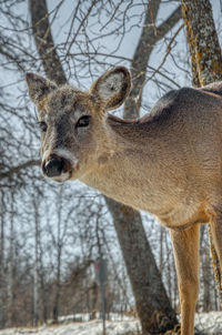 Portrait of deer