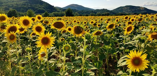 Sunflowers in field