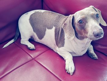 Portrait of dog relaxing on sofa at home