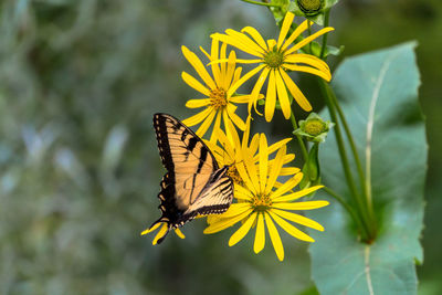 Close-up of butterfly pollinating on yellow flower