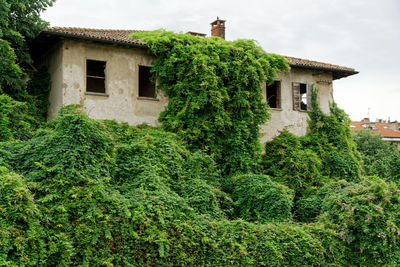 Ivy growing on old building by house against sky