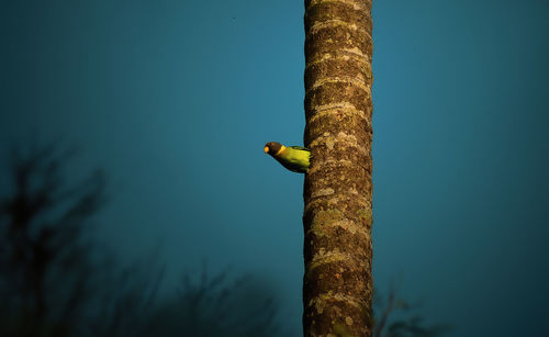 Close-up of bird coming out from a tree nest