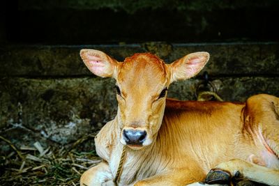 Portrait of calf