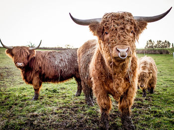 Portrait of sheep in a field