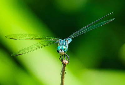 Close-up of dragonfly on leaf