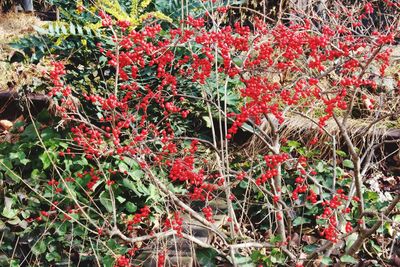 Full frame shot of red plants