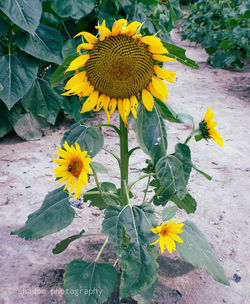 Close-up of yellow flowering plant