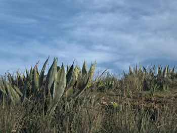 Plants growing on field against sky