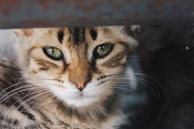 Close-up portrait of cat