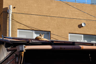 Cat looking at camera