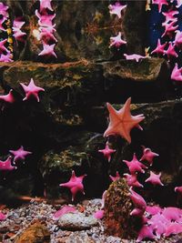 Close up of pink flowers