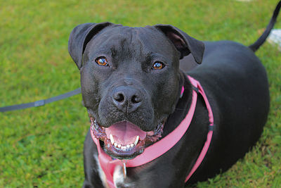 Portrait of black dog