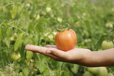 Close-up of hand holding fruit