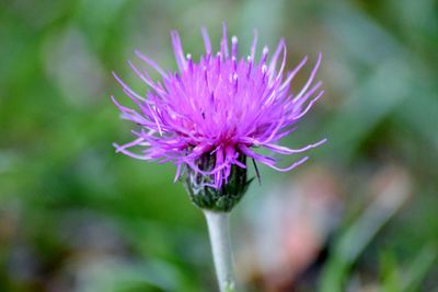 Close-up of purple thistle blooming outdoors