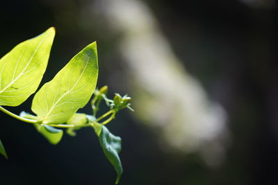 Close-up of green leaves