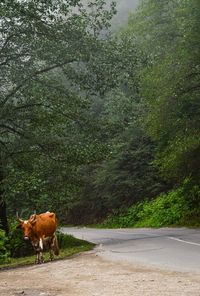 Cow on road